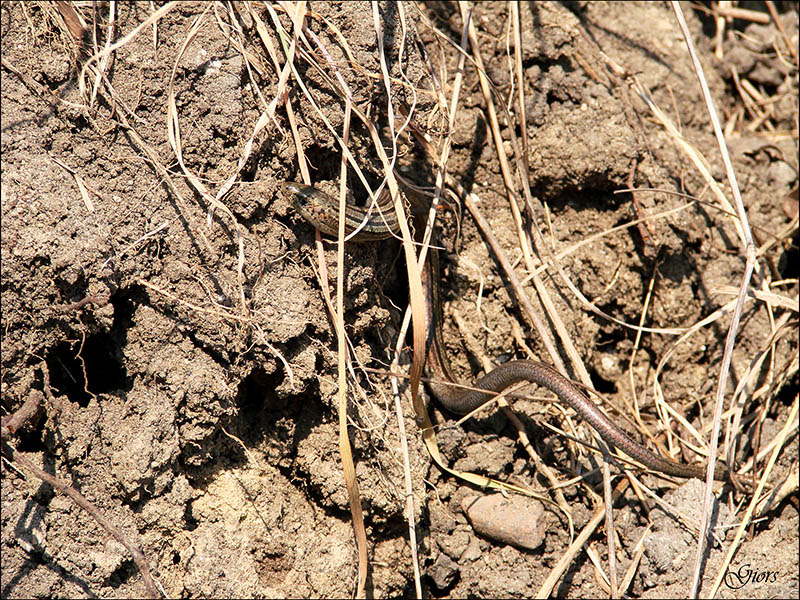 Aiuto per identificazione lucertola apoda - luscengola